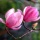 Un delicado aroma a magnolia-jazmín para activar el receptor de feromonas del sexo opuesto
